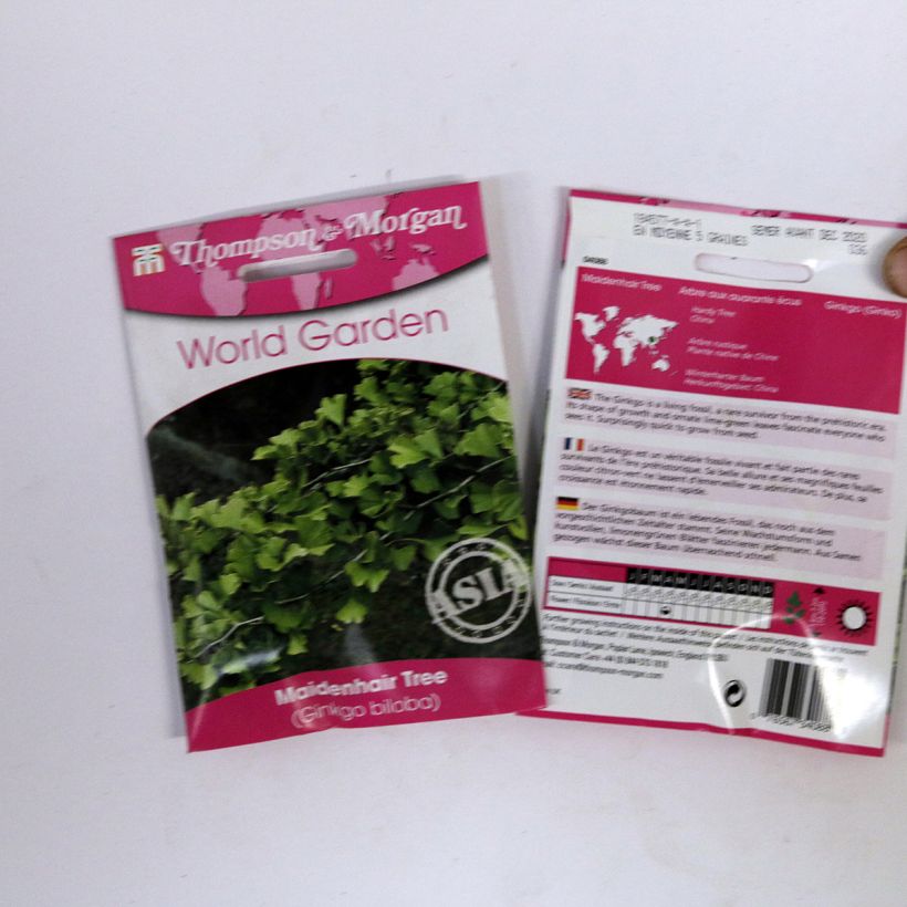 Esempio di esemplare Ginkgo biloba (semi) sacchetto di 5 semi circa (6g) come consegnato