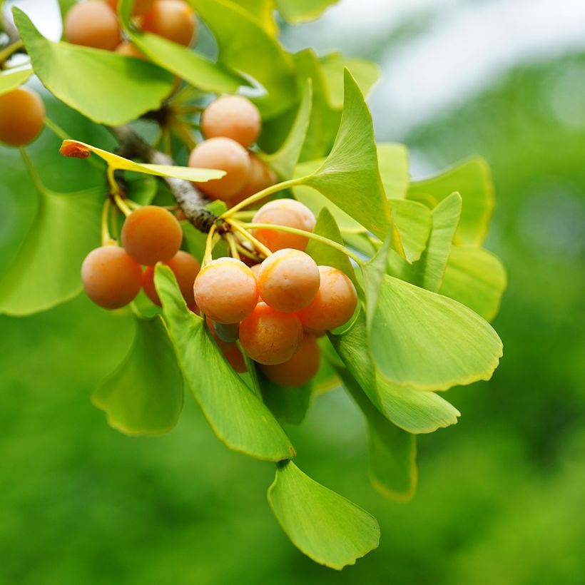 Ginkgo biloba (semi) (Raccolta)