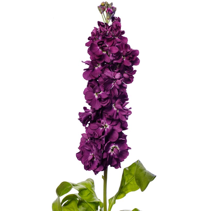 Violaciocca rossa Milla Aubergine (semi) (Fioritura)