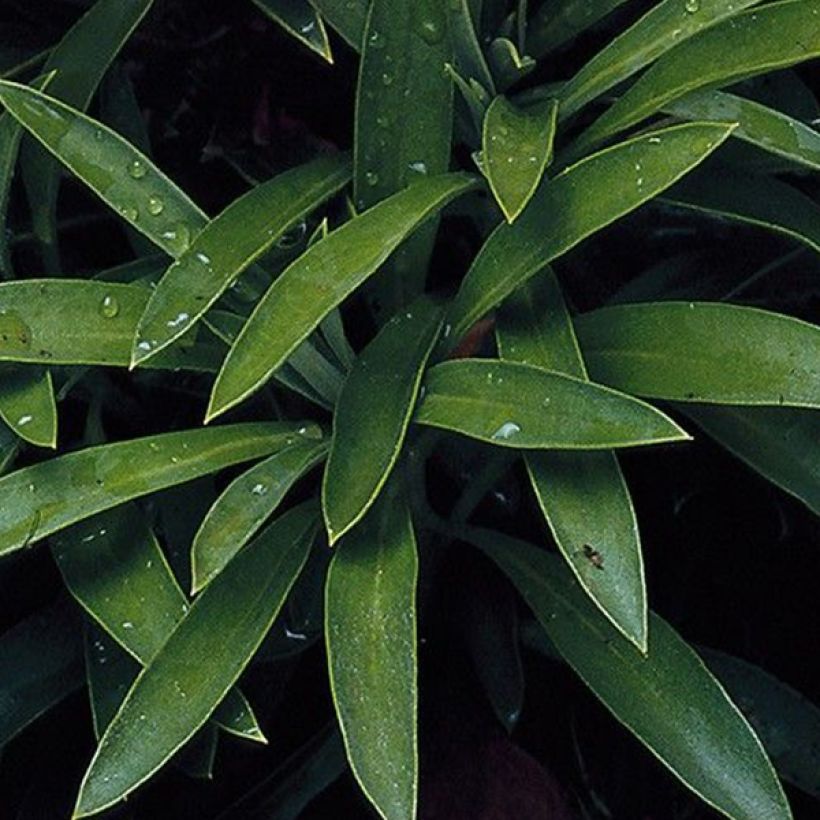 Erysimum Bedder Scarlet (semi) - Violaciocca (Fogliame)