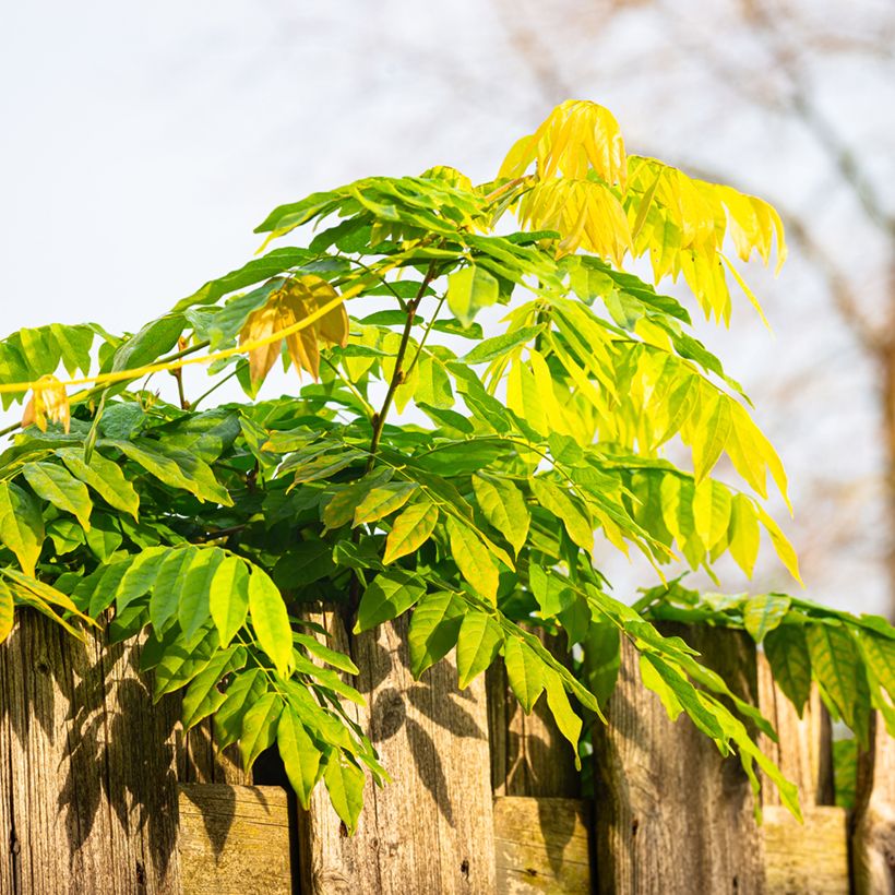 Wisteria sinensis - Glicine comune (semi) (Foliage)