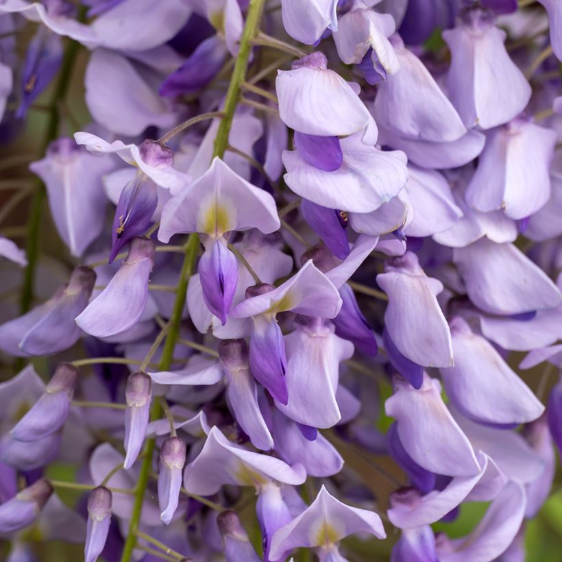 Wisteria sinensis - Glicine comune (semi) (Flowering)