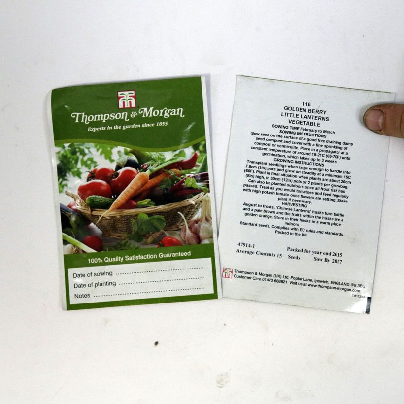 Esempio di esemplare Physalis peruviana Golden Berry Little Lanterns - Alchechengi del Perù sacchetto di 15 semi circa come consegnato