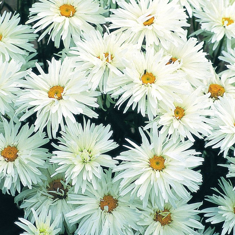 Leucanthemum superbum Crazy Daisy (semi) - Margherita (Fioritura)