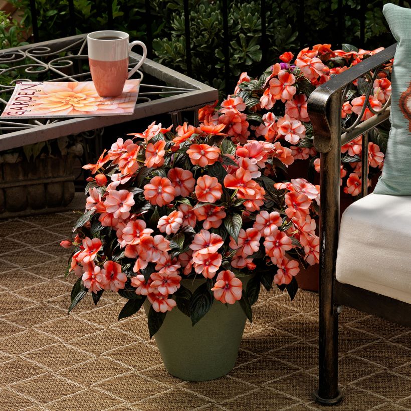 Impatiens Florific Sweet Orange (semi) - Fiore di vetro (Porto)