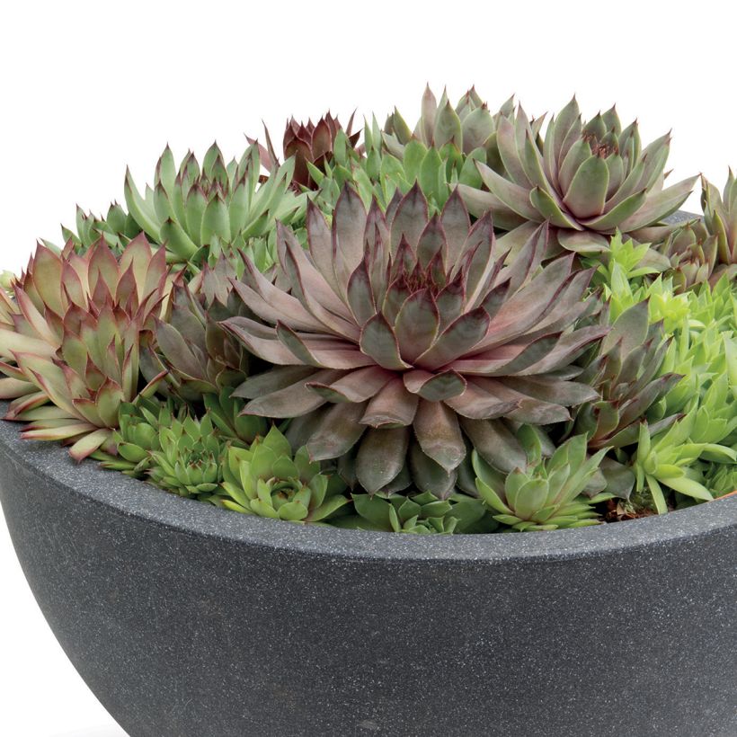 Sempervivum Hippie Chicks  (Semi rivestiti) - Semprevivo (Porto)