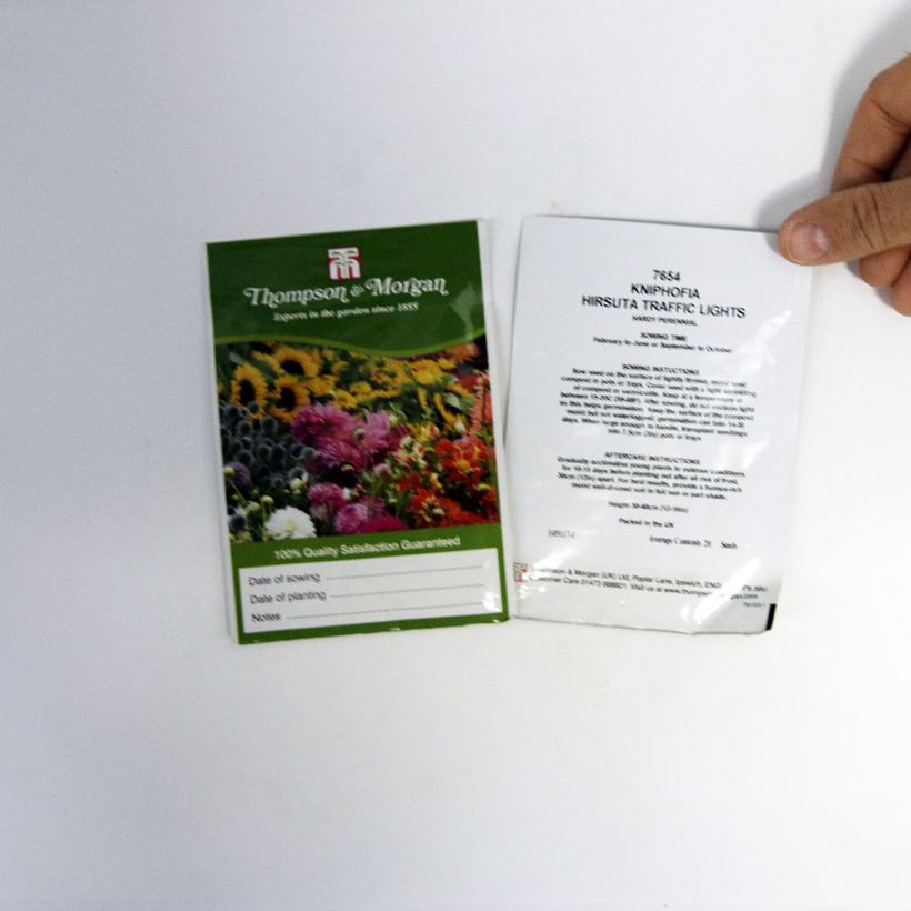 Esempio di esemplare Kniphofia hirsuta Red Hot Poker Traffic Lights - Giglio della torcia sacchetto di 20 semi circa come consegnato