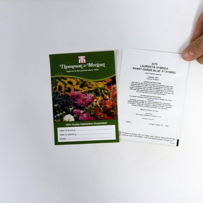 Esempio di esemplare Solenopsis axillaris Avant-Garde Blue F1 Hybrid sacchetto di 50 semi circa come consegnato