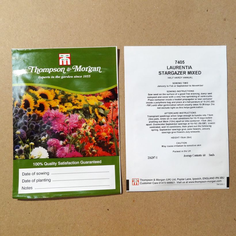 Esempio di esemplare Solenopsis axillaris Stargazer Mixed sacchetto di 60 semi circa come consegnato