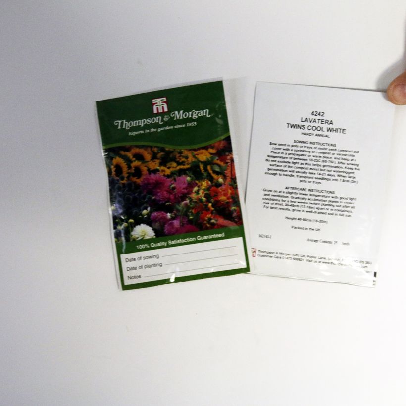 Esempio di esemplare Lavatera trimestris Twins Cool White - Malva regina sacchetto di 25 semi circa come consegnato