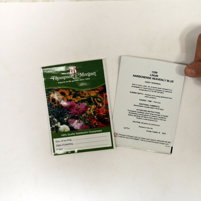 Esempio di esemplare Linum narbonense Heavenly Blue - Lino lesinino sacchetto di 30 semi circa come consegnato