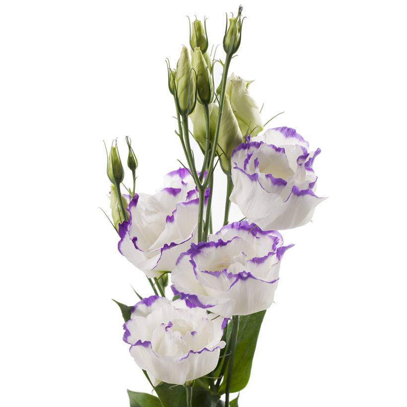 Graines de Lisianthus F1 Cessna Blue Picotee III (graines enrobées) (Fioritura)