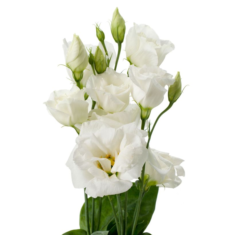 Graines de Lisianthus F1 Cessna Pure White III (graines enrobées) (Fioritura)