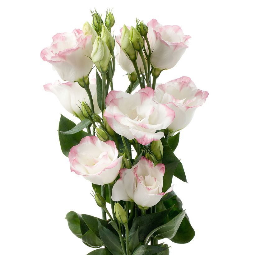 Graines de Lisianthus F1 Cessna Rose Picotee III (graines enrobées) (Fioritura)