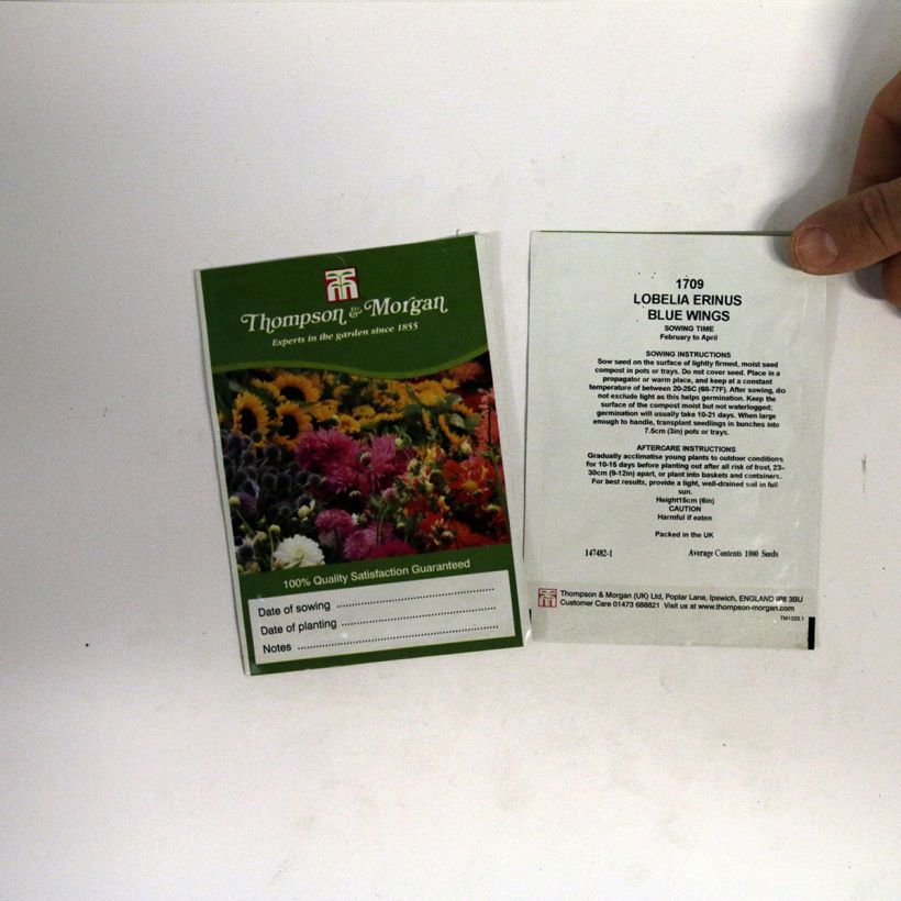 Esempio di esemplare Lobelia Blue Wings sacchetto di 1000 semi circa come consegnato