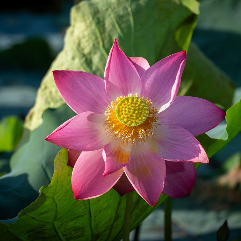 Nelumbo nucifera - Fior di loto (semi) (Fioritura)