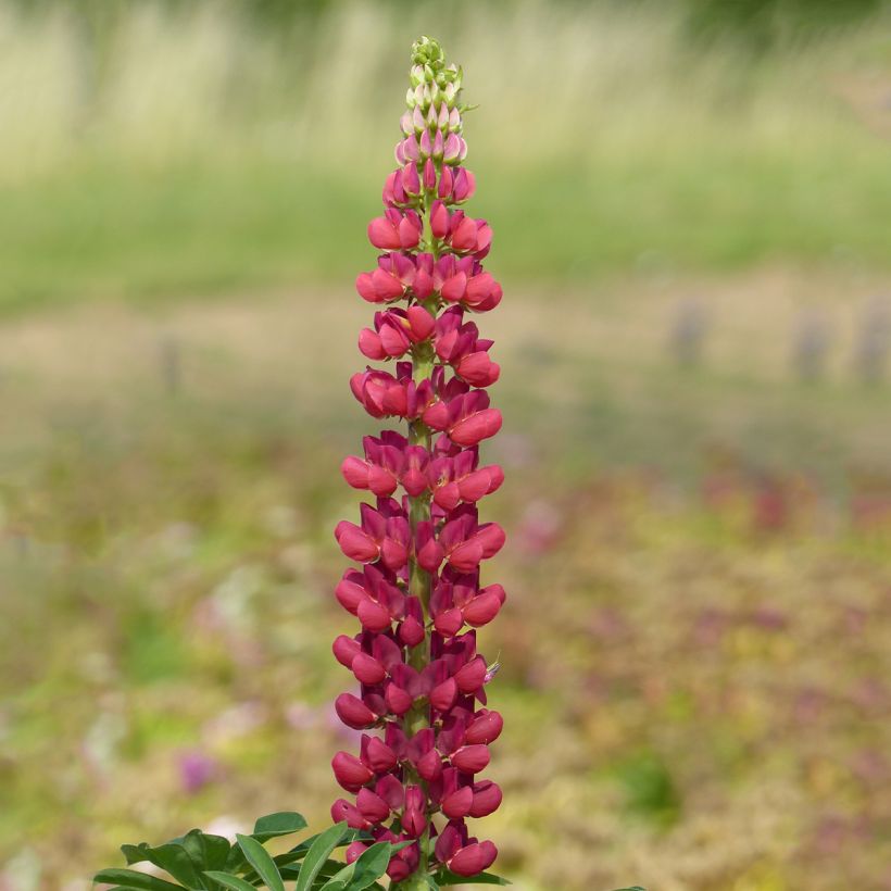 Lupinus polyphyllus Russell Hybrids Mon Château rouge - Lupino a fogliole numerose (Fioritura)