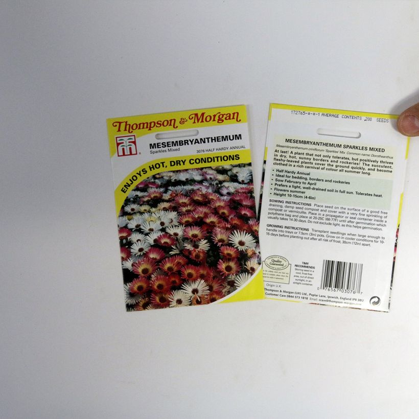 Esempio di esemplare Mesembryanthemum criniflorum Sparkles Mixed sacchetto di 200 semi circa come consegnato