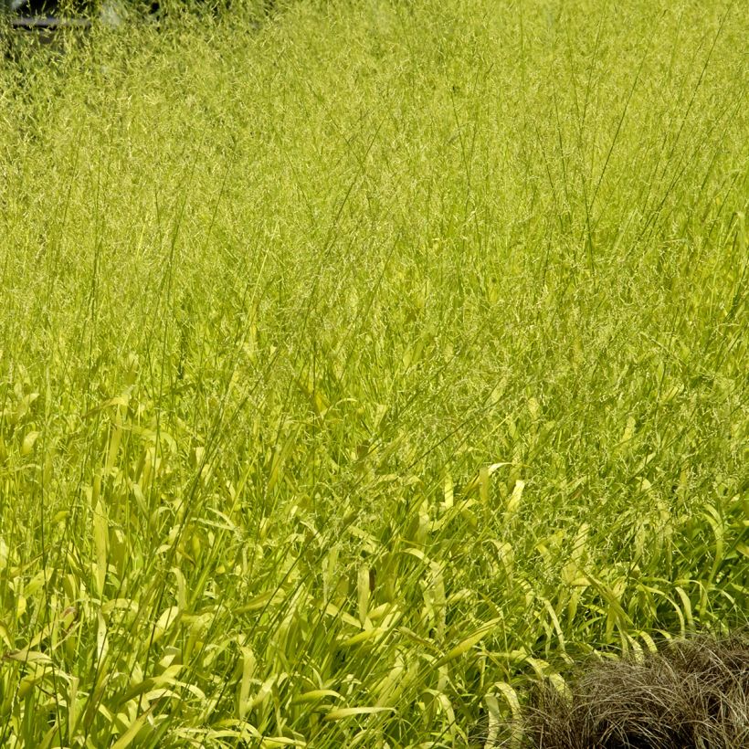 Milium effusum Aureum (semi) - Miglio selvatico (Plant habit)