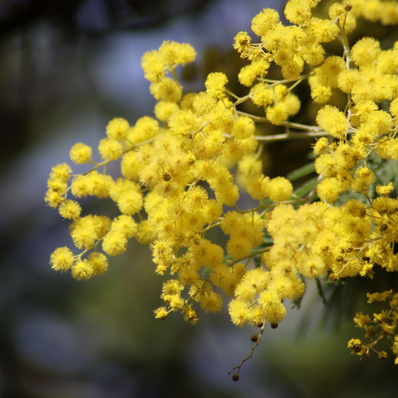 Acacia dealbata - Mimosa (semi) (Flowering)