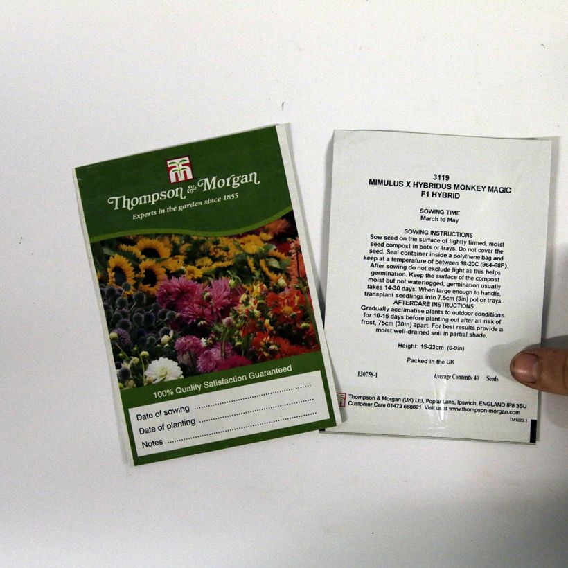 Esempio di esemplare Mimulus Monkey Magic sacchetto di 40 semi circa come consegnato