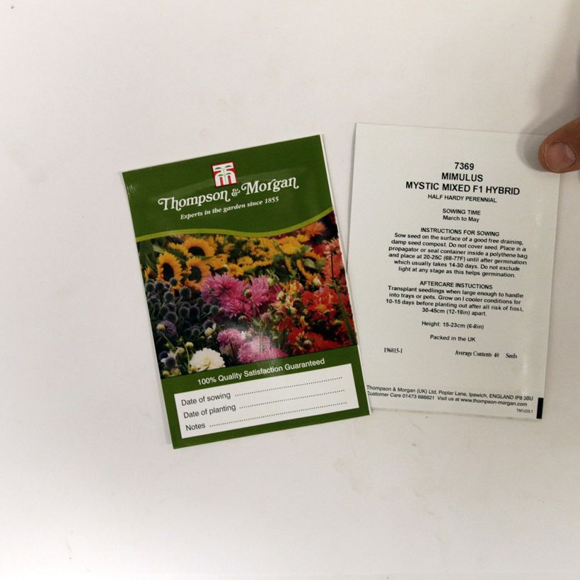 Esempio di esemplare Mimulus Mystic Mixed sacchetto di 50 semi circa come consegnato