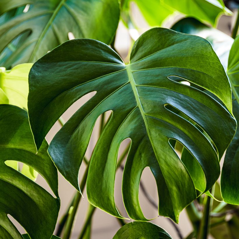 Monstera deliciosa (semi) (Foliage)