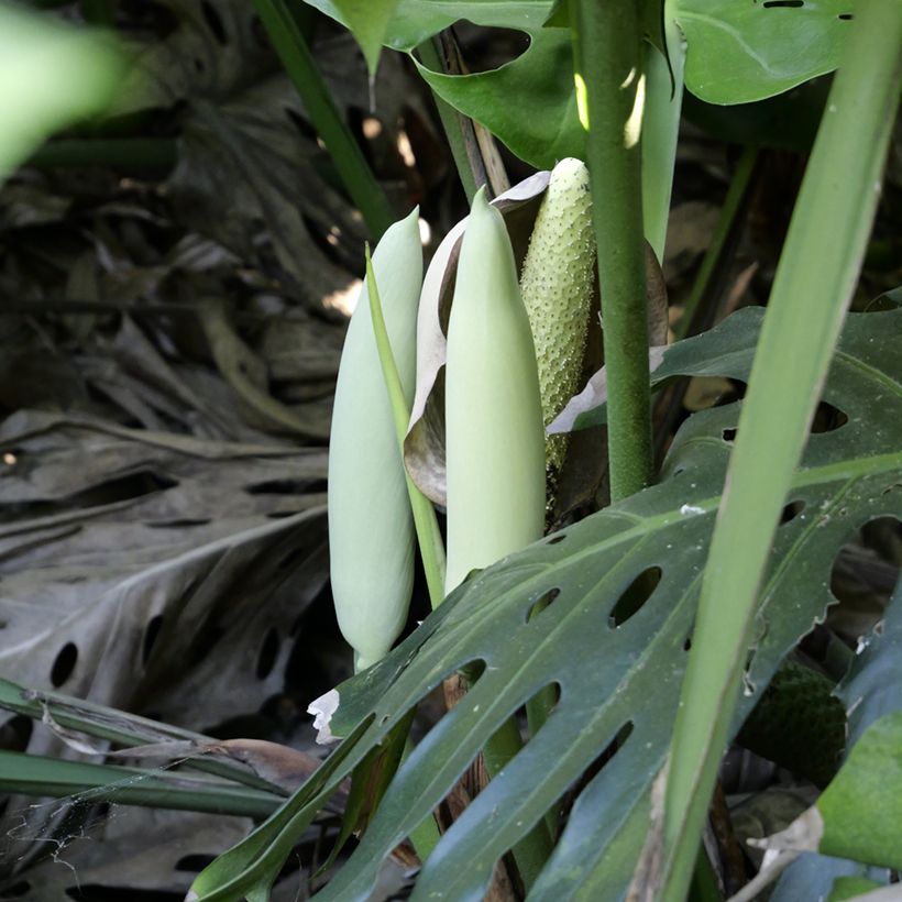 Monstera deliciosa (semi) (Flowering)