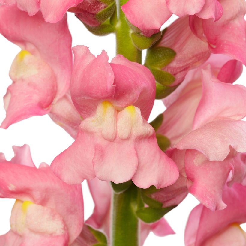 Graines de Muflier F1 Avignon Cherry Rose II - Antirrhinum majus (Fioritura)