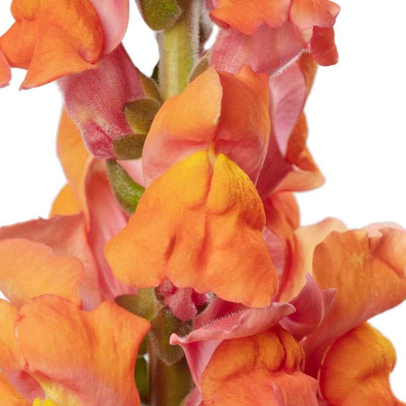 Graines de Muflier F1 Avignon Deep Orange II - Antirrhinum majus (Fioritura)