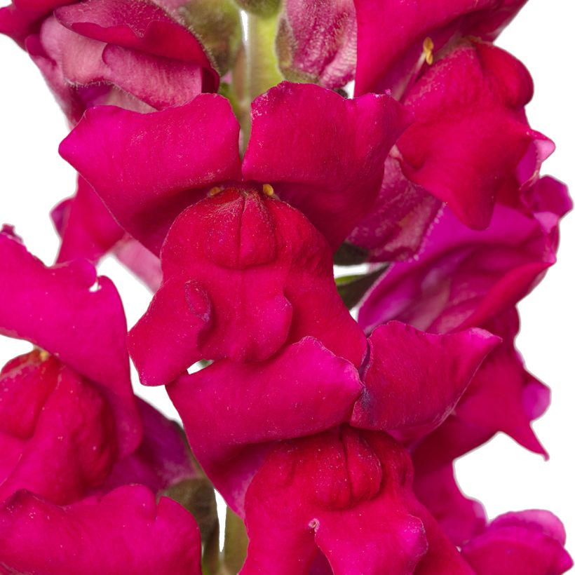 Antirrhinum F1 Orleans Lilac IV (semi) - Antirrino (Fioritura)