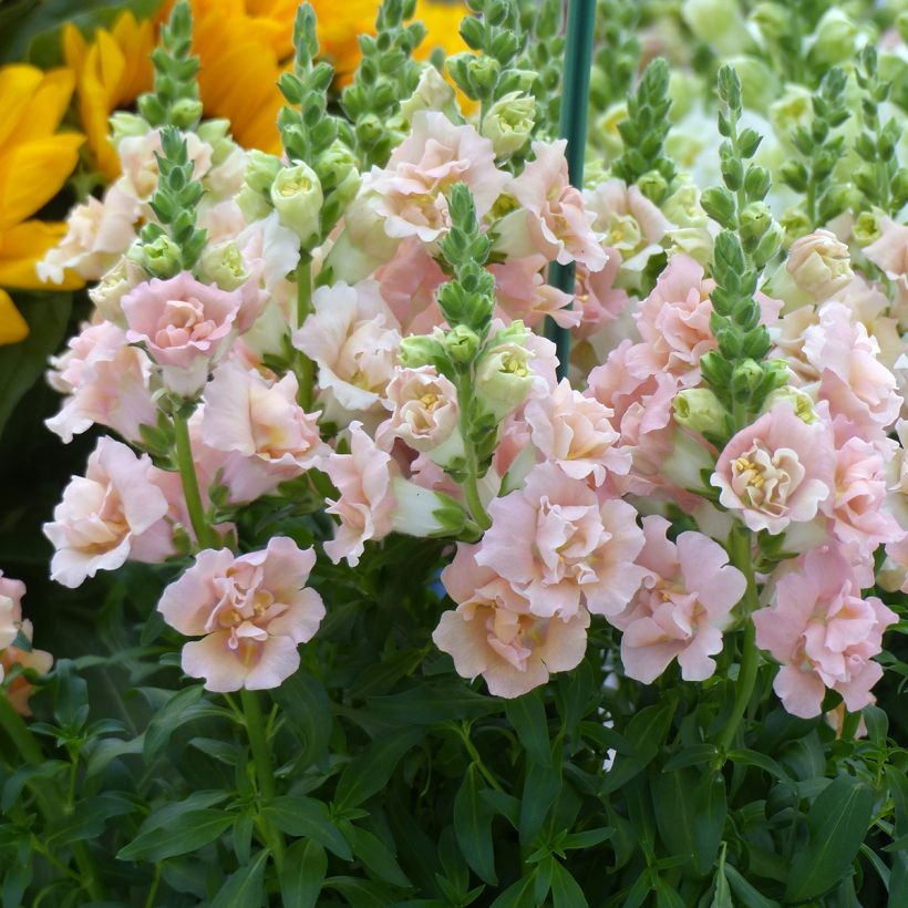 Bocca di leone  F1 Snapstar Champagne (semi) (Fioritura)