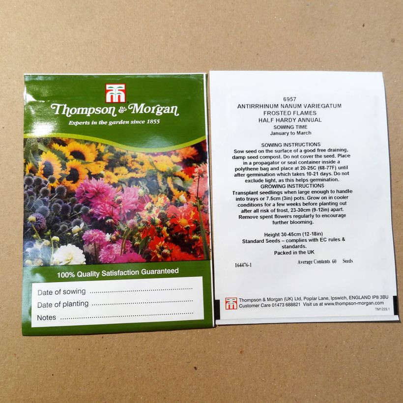 Esempio di esemplare Bocca di leone Frosted Flames sacchetto di 100 semi circa come consegnato