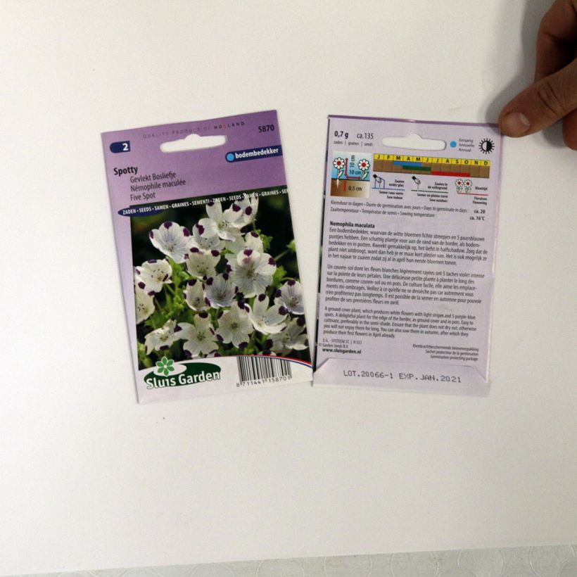 Example of Nemophila maculata Spotty sacchetto di 100 semi circa (0,7g) as you get