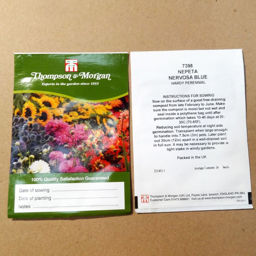 Esempio di esemplare Nepeta nervosa Blue Moon sacchetto di 30 semi circa come consegnato