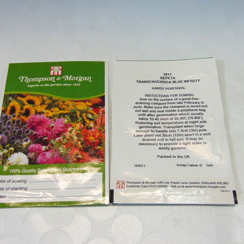Esempio di esemplare Nepeta transcaucasica Blue Infinity sacchetto di 45 semi circa come consegnato