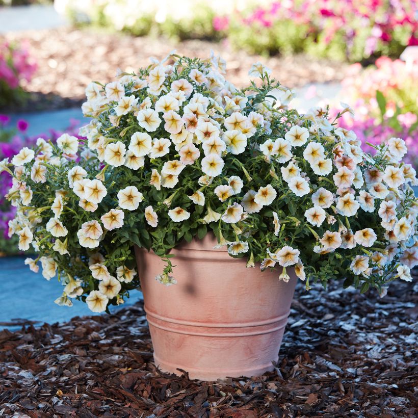 Petunia Ingrid F1 (Semi rivestiti) (Porto)