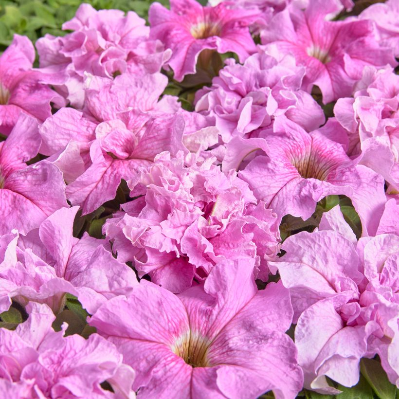 Petunia grandiflora Peace (Semi rivestiti) (Fioritura)