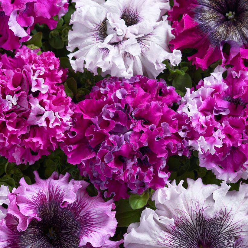 Petunia grandiflora Superbissima Cerny's Triumph (Semi rivestiti) (Fioritura)