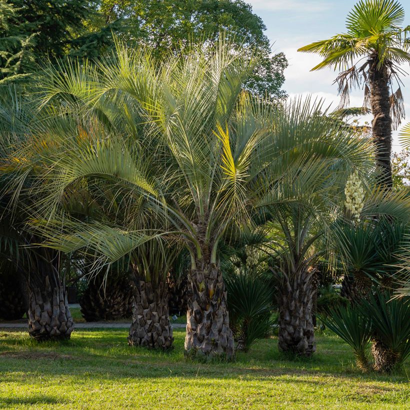 Butia capitata (semi) (Porto)