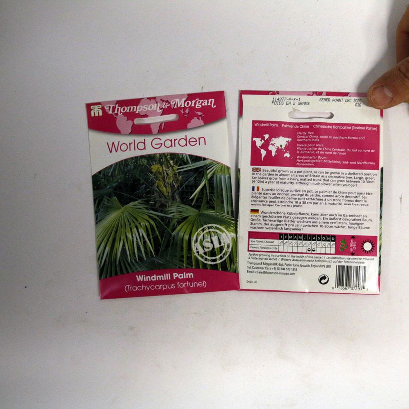 Esempio di esemplare Trachycarpus fortunei (semi) - Palma di Fortune sacchetto di 5 semi circa (3g) come consegnato