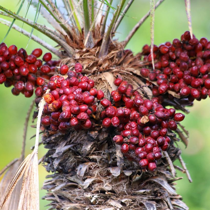 Chamaerops humilis - Palma di San Pietro (semi) (Raccolta)