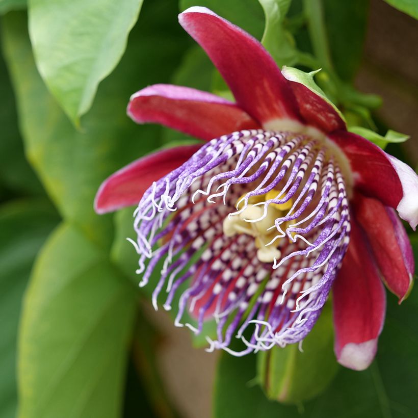 Passiflora quadrangularis - Fiore della passione (semi) (Fioritura)