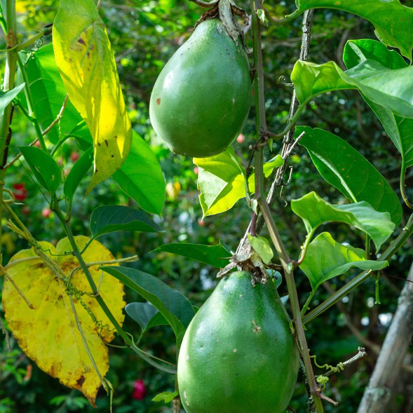 Passiflora quadrangularis - Fiore della passione (semi) (Raccolta)