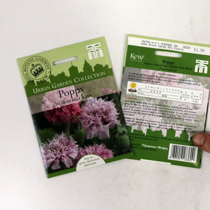 Esempio di esemplare Papavero da oppio Tallulah Belle Blush sacchetto di 300 semi circa come consegnato