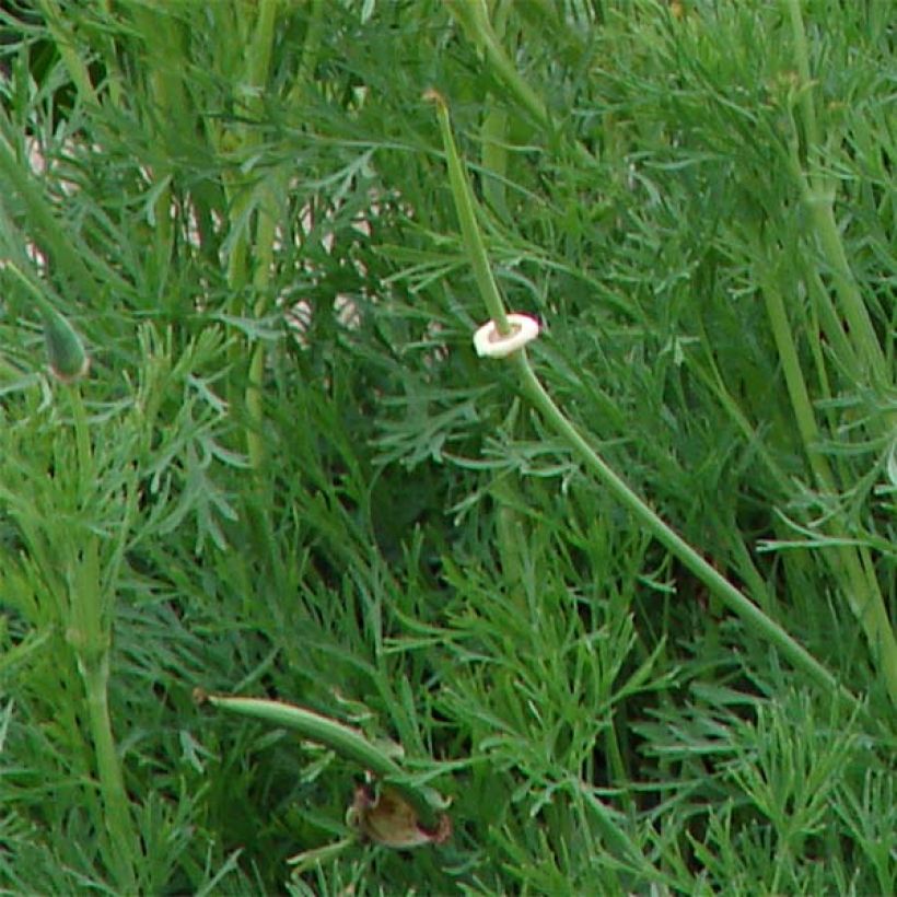Eschscholzia Buttermilk - Papavero della California (Foliage)