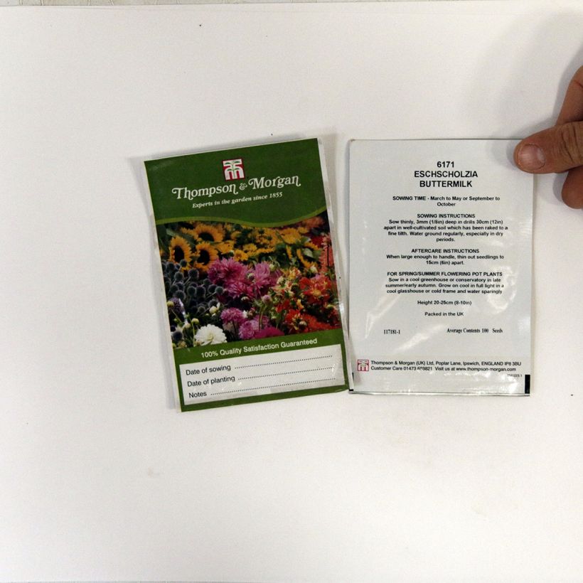 Example of Eschscholzia Buttermilk - Papavero della California sacchetto di 100 semi circa as you get