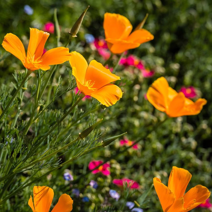 Eschscholzia Orange King - Papavero della California (Fioritura)