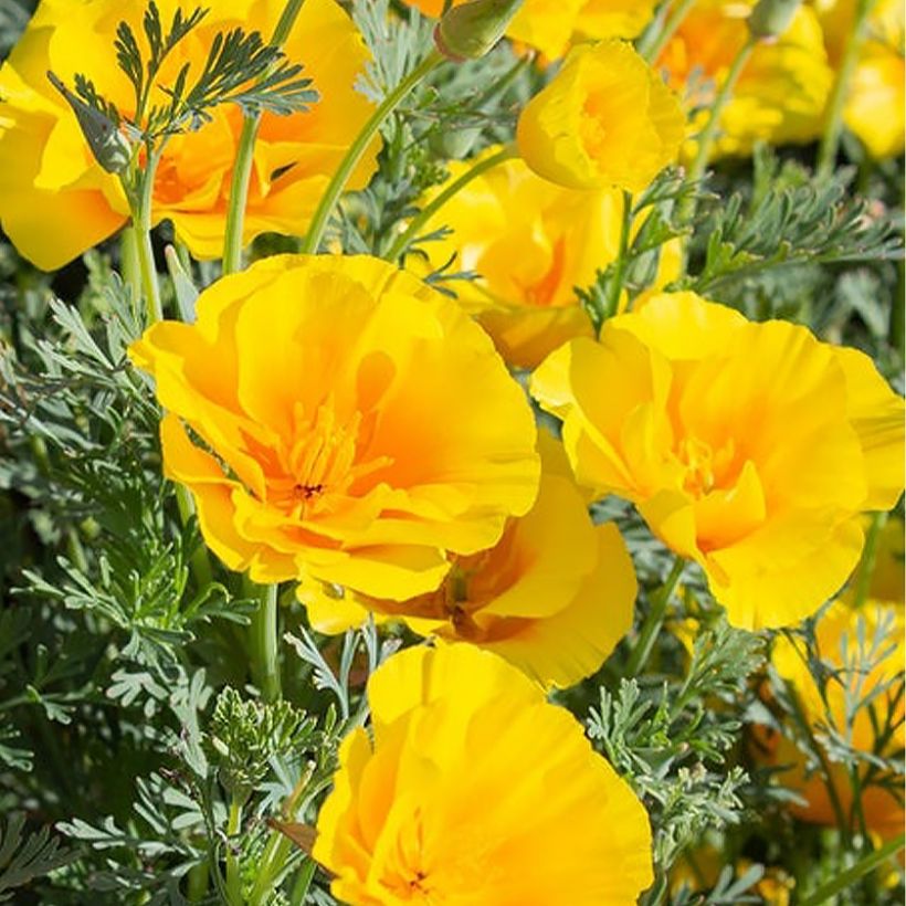 Eschscholzia Yukon Gold - Papavero della California (Fioritura)