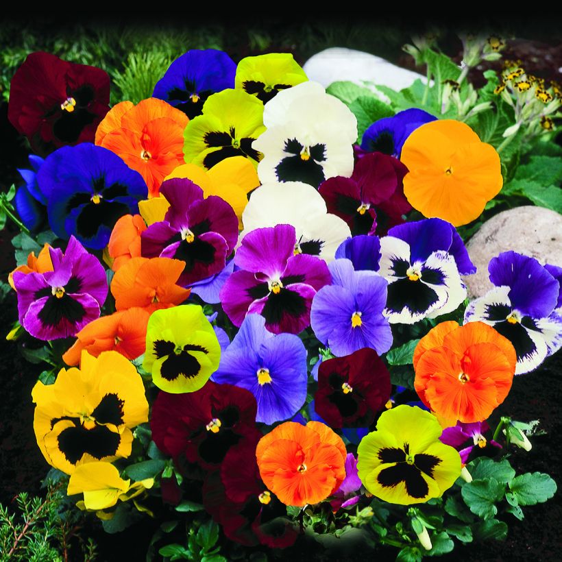 Viola Trumpet Full Mix (semi) (Porto)